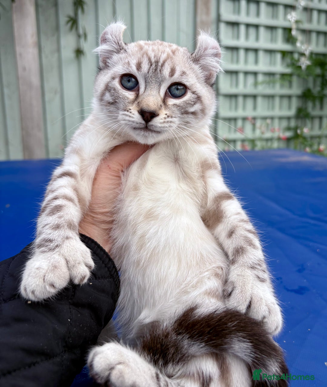 Savannah cats for sale: Breath taking wild looking girl  - Image 2