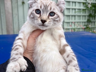 Savannah cats Breath taking wild looking girl - Advert 1