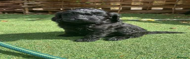Boy Cockapoo 1 AVAILABLE 