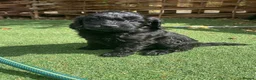 Cockapoo dogs for sale: F1 cockapoo curly black boy - Advert 22