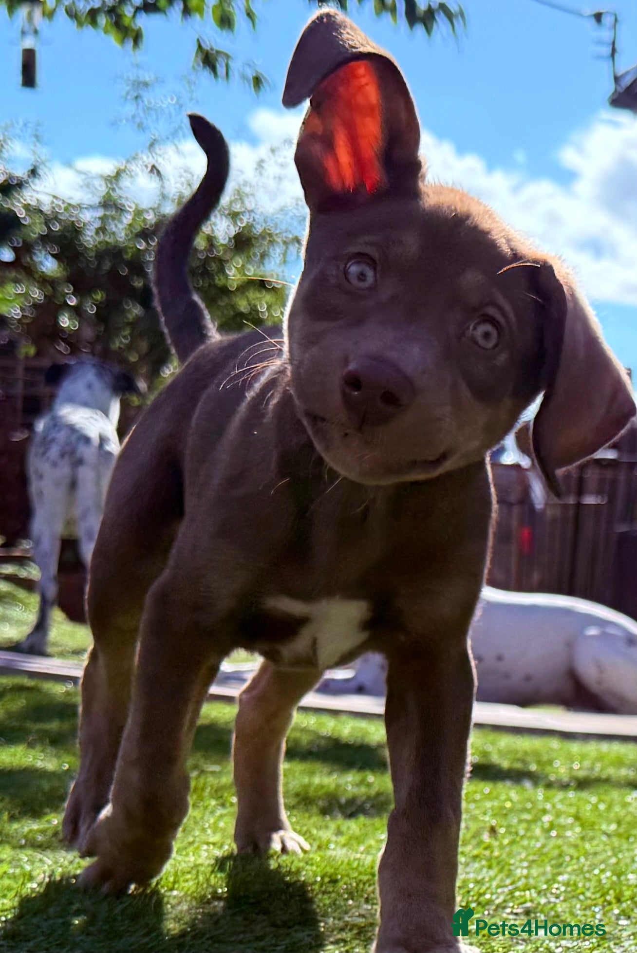 Mixed Breed dogs ReadyNow🏡Siberian Shepsky x Weimaraner Pups ❤️ - Advert 1