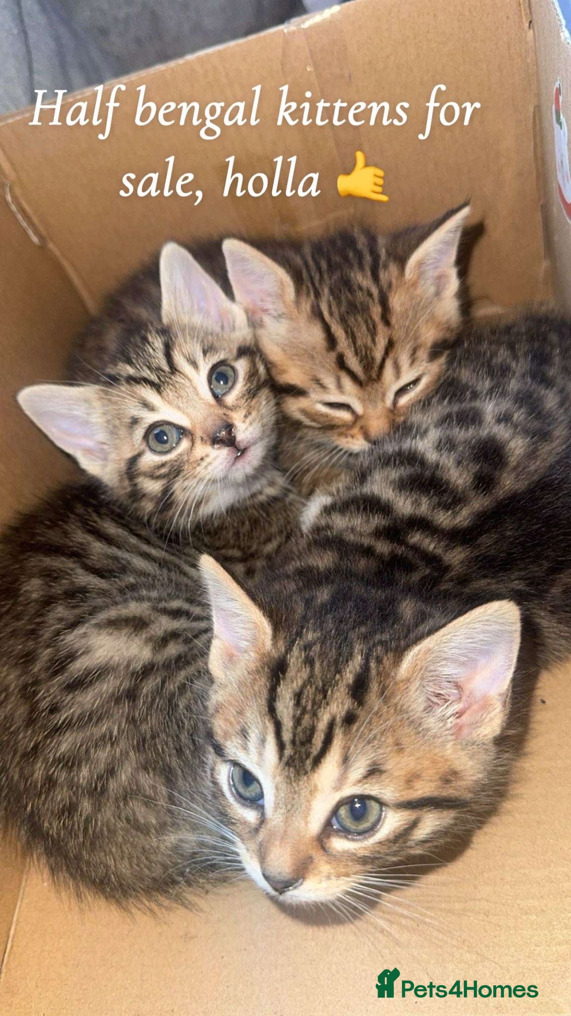 Mixed Breed cats Mixed bengal  - Advert 8