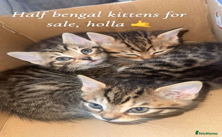 Mixed Breed cats Mixed bengal  - Advert 1