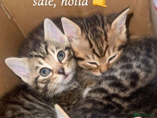 Mixed Breed cats Mixed bengal - Advert 2