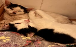 Mixed Breed cats for adoption: Pongo the rescue kitten needs new home - Image 4
