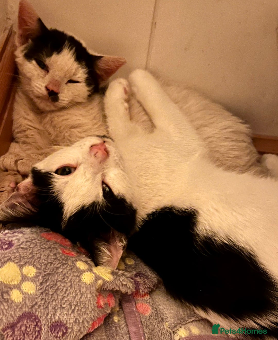 Mixed Breed cats for adoption: Pongo the rescue kitten needs new home - Image 4