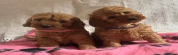 Cockapoo dogs for sale: Cockapoo puppies  - Advert 11