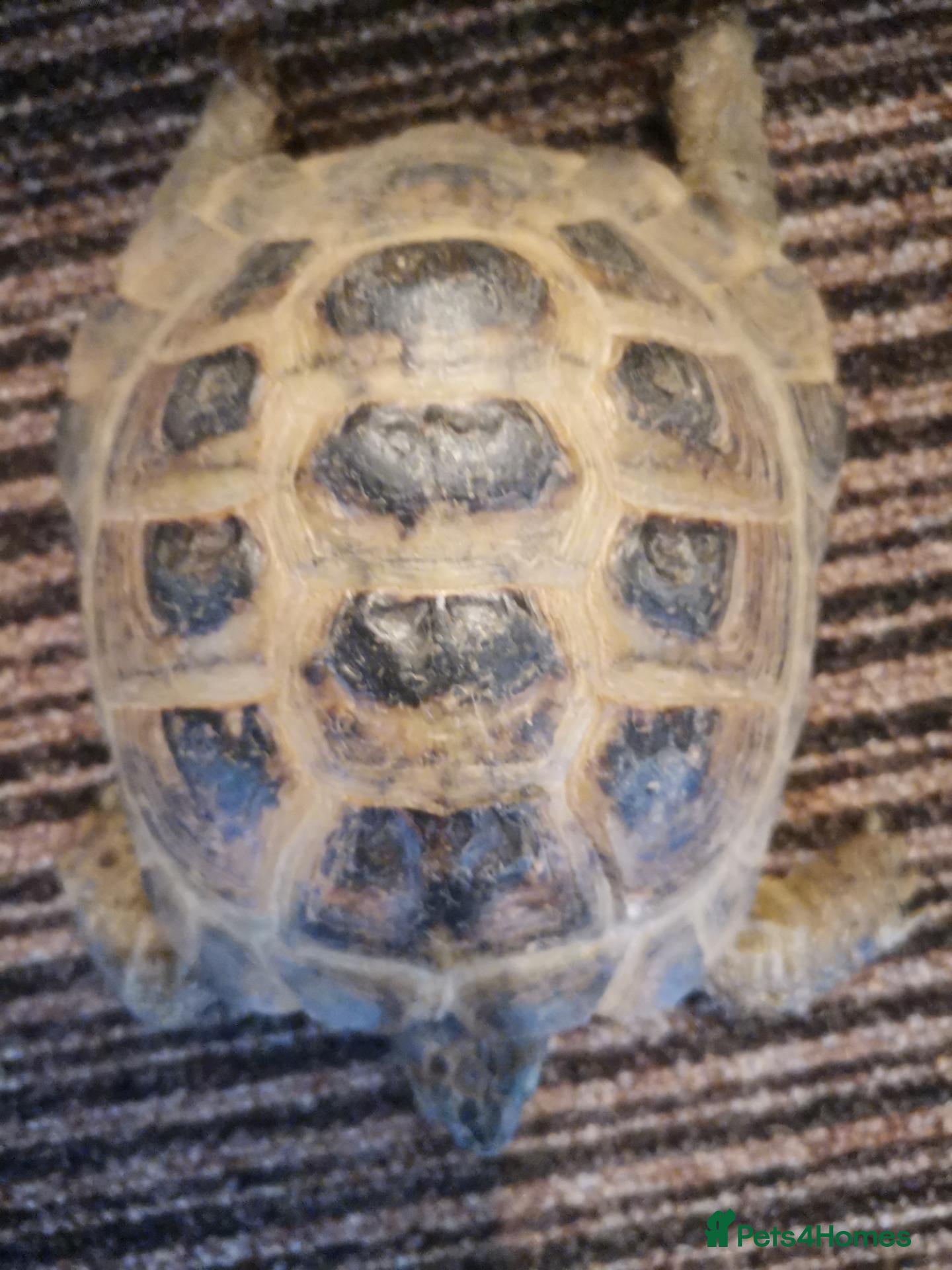 Tortoise reptiles Male Horsfield Tortoise  - Advert 1