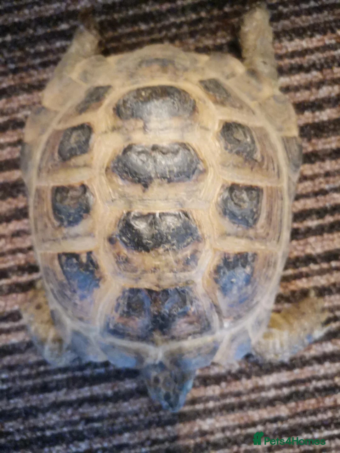 Tortoise reptiles for sale: Male Horsfield Tortoise  - Advert 1