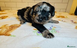 Labradoodle dogs for sale: Chunky Labradoodle Babies 🐾🐾🐾 - Image 4