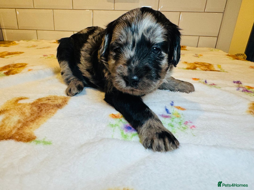 Labradoodle dogs for sale: Chunky Labradoodle Babies 🐾🐾🐾 - Image 4
