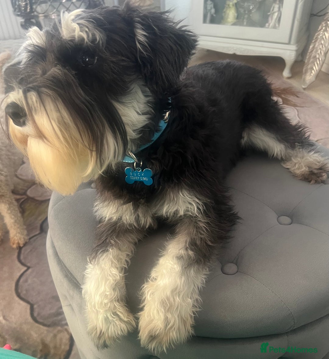 Miniature Schnauzer dogs for sale: 🐾🐶Schnauzer/Schnoodles🐶🐾 - Image 16