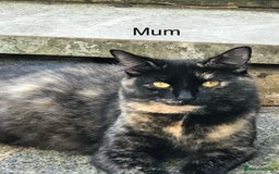 British Shorthair cats for sale: Mix British shorthair kittens for sale  - Image 22