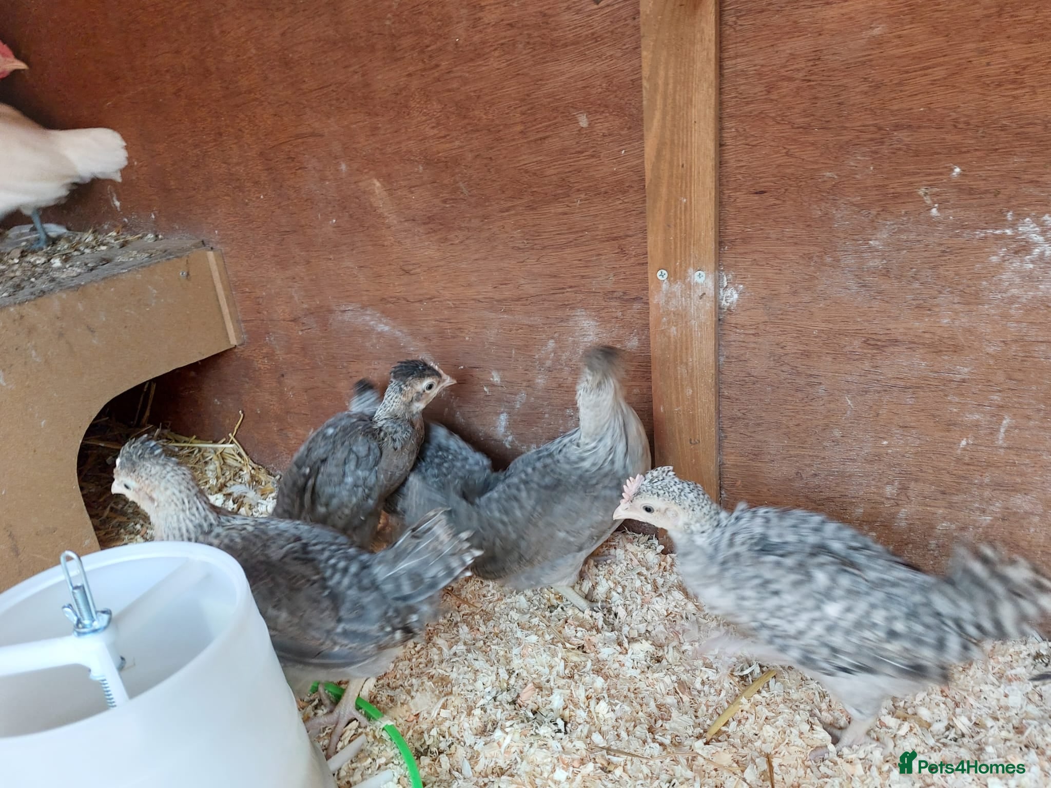 Chickens poultry for sale: Off heat chicks  - Advert 1