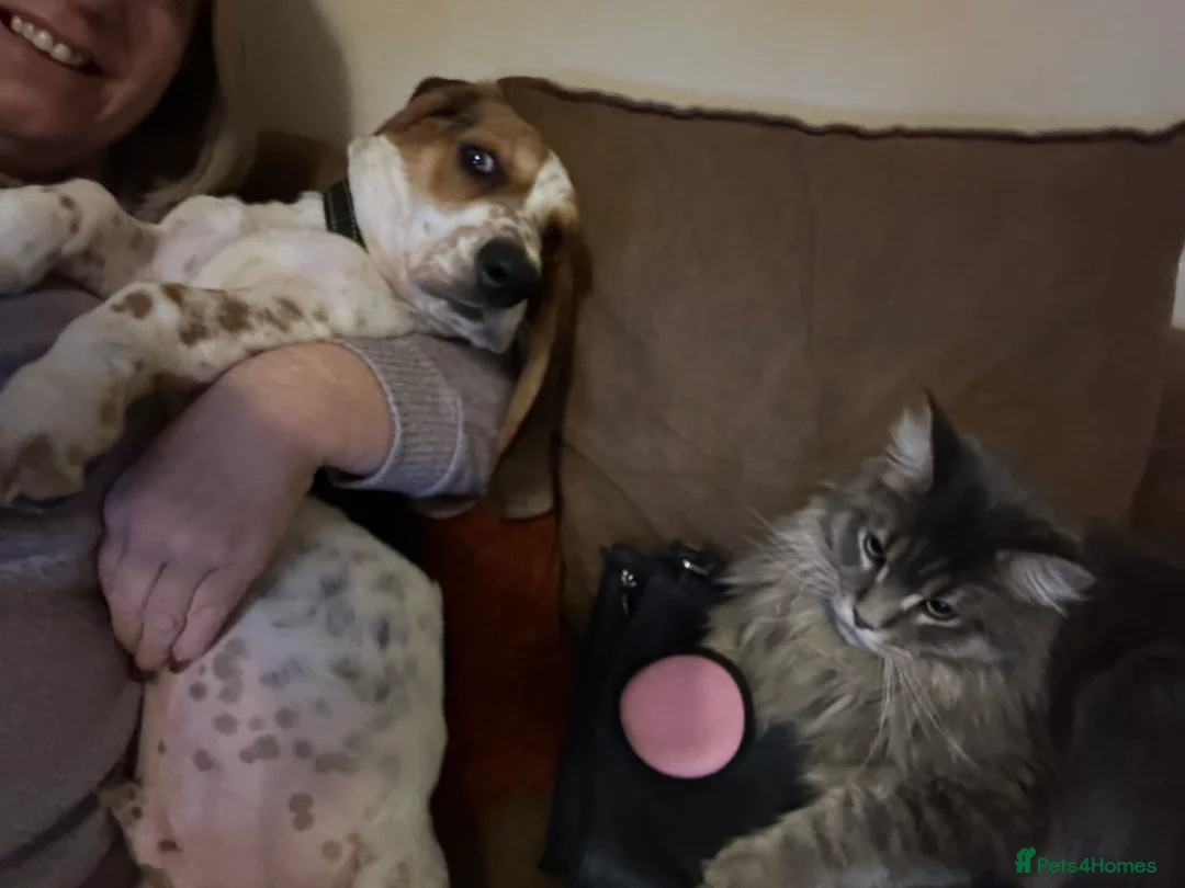 Basset Hound dogs for sale: Bonded Pure Basset Hound - Advert 2