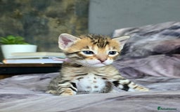 Bengal cats for sale: TICA Champion bengal kittens ready for reservation - Image 12