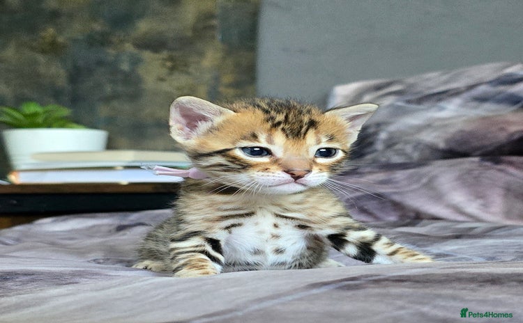 Bengal cats - Advert 4