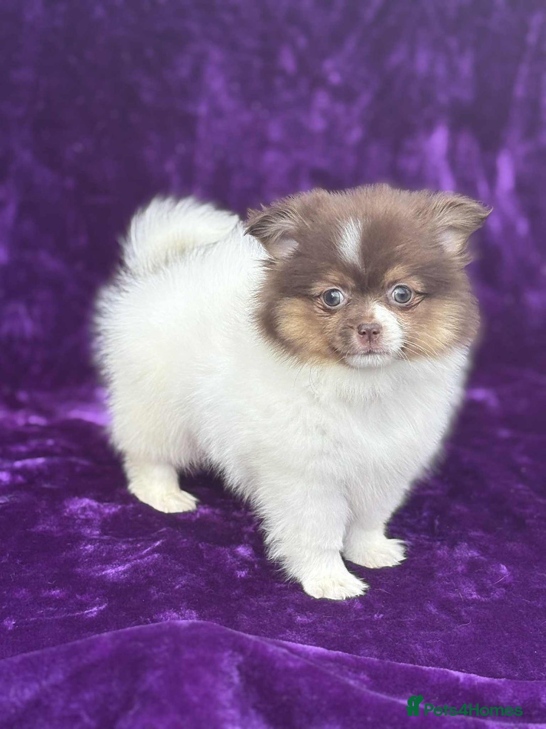Pomeranian dogs for sale: Chocolate parti boy ready now x - Image 5
