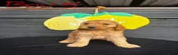 Cockapoo dogs for sale: STUNNING F1 RED COCKAPOO ready now! - Advert 3