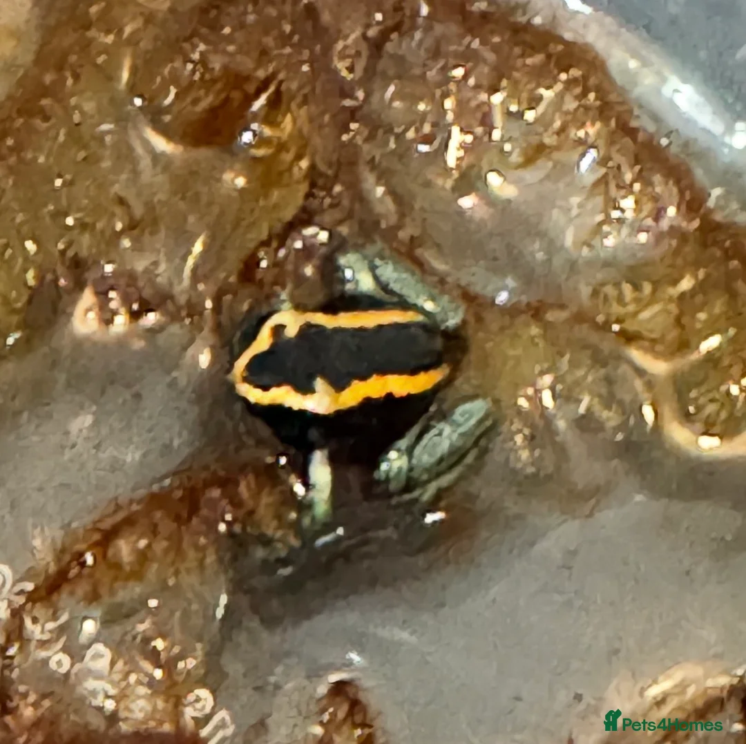Frog reptiles for sale: Phyllobates Vittatus Dart froglets  - Advert 1