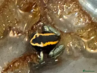Frog reptiles Phyllobates Vittatus Dart froglets - Advert 6