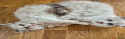 Ragdoll cats for sale: Ragdoll kittens GCCF regsitered - Advert 11