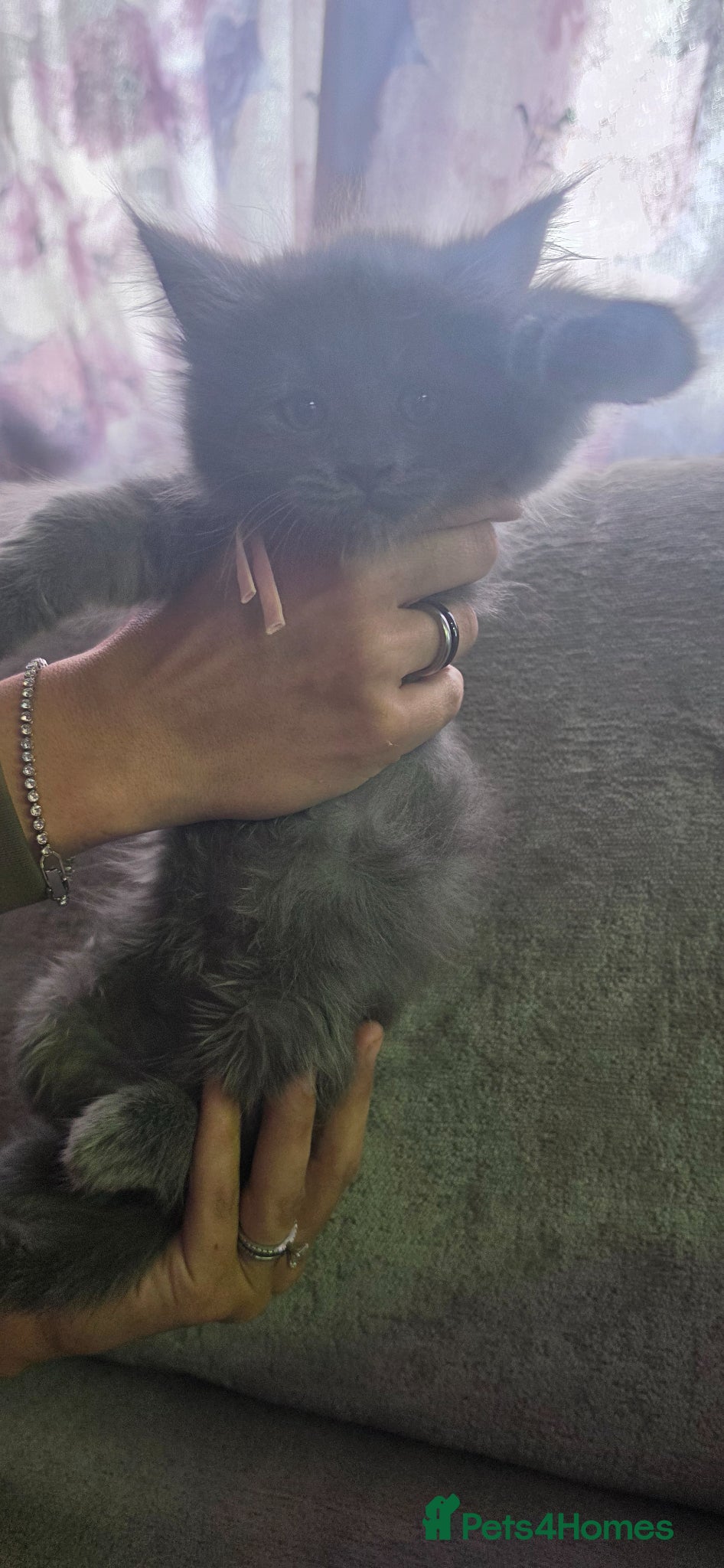 Maine Coon Kitten 2 pink collar Girl