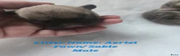 French Bulldog dogs for sale: BRAND NEW FRENCH BULLDOG PUPPIES BORN 9TH MAY - Advert 25
