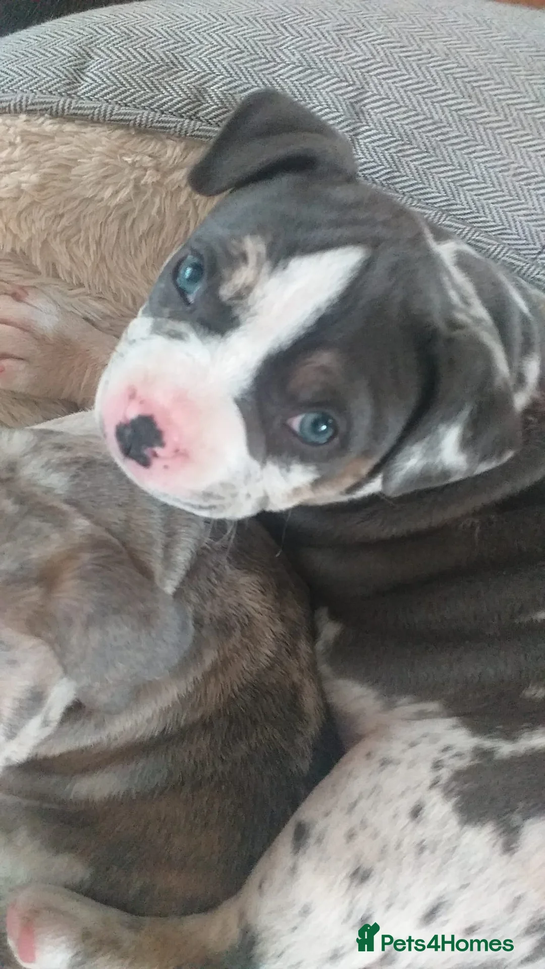 American Bully dogs for stud: Merle ABKC american pocket bully stud in Leicester - Advert 26