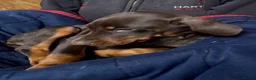Dobermann dogs for sale: Gorgeous Doberman Puppies  - Advert 8