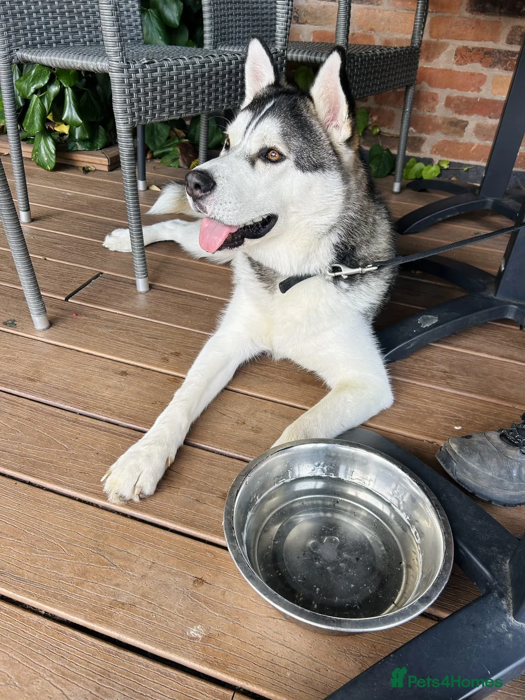 Siberian Husky dogs for adoption: Sunning 🐺 BILLY 🐺 - For An Experienced Home ❤️ in Newark - Advert 2