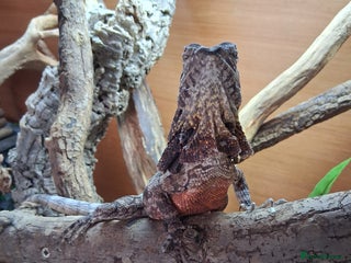 Dragon reptiles - Advert 23