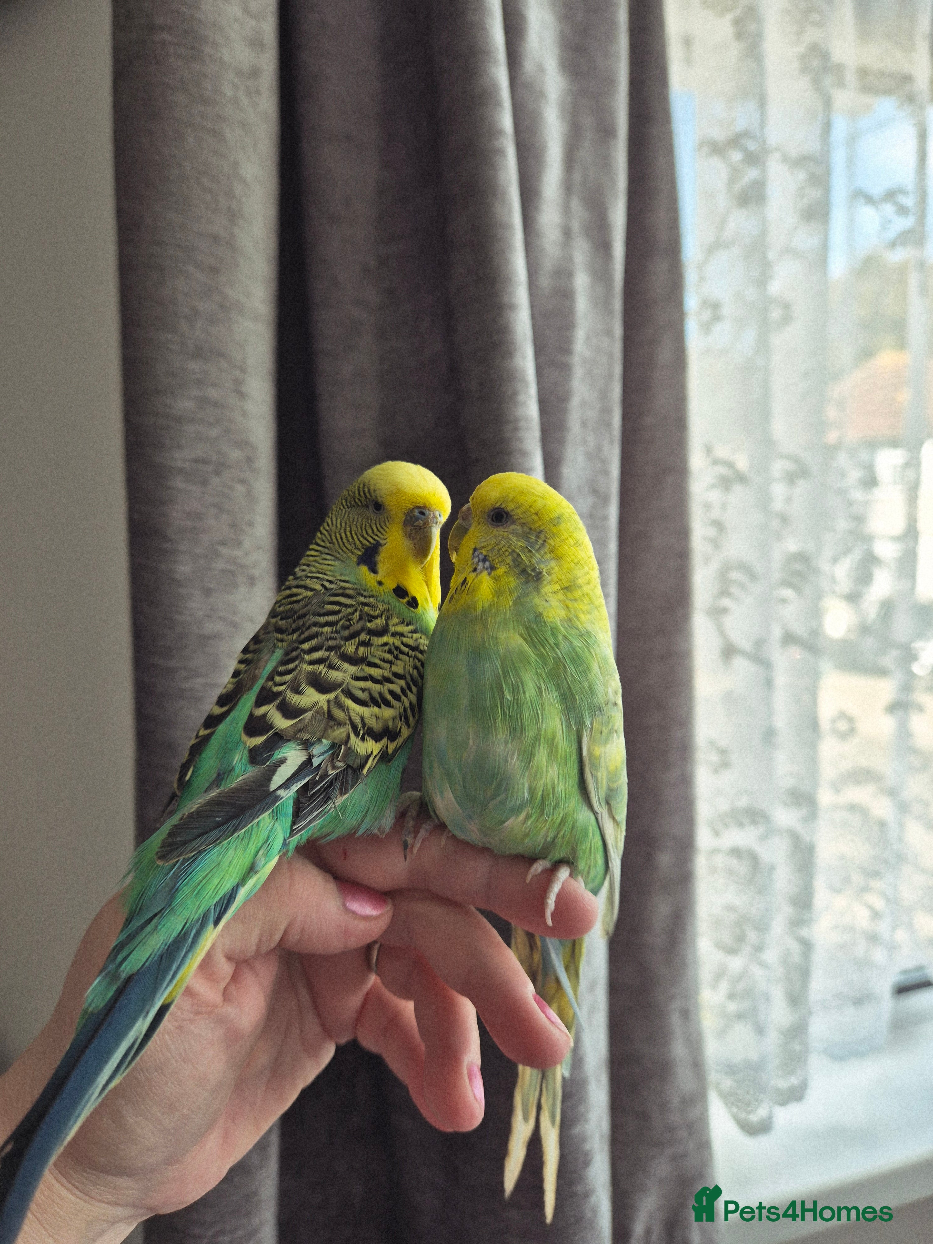Budgerigars birds Pair of two budgies and cage - Advert 1