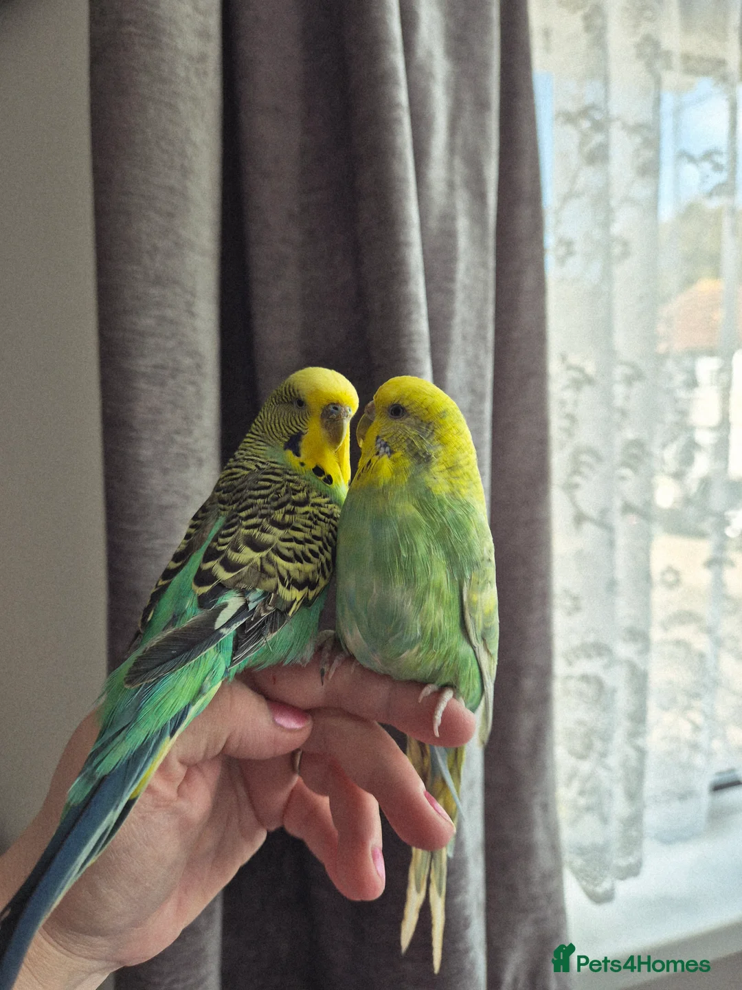 Budgerigars birds for sale: Pair of two budgies and cage - Advert 1