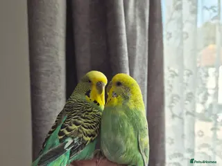 Budgerigars birds Pair of two budgies and cage - Advert 1
