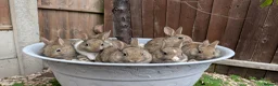 Mixed Breed rabbits for sale: Netherland Dwarf x Mini Rex Babies - Advert 2