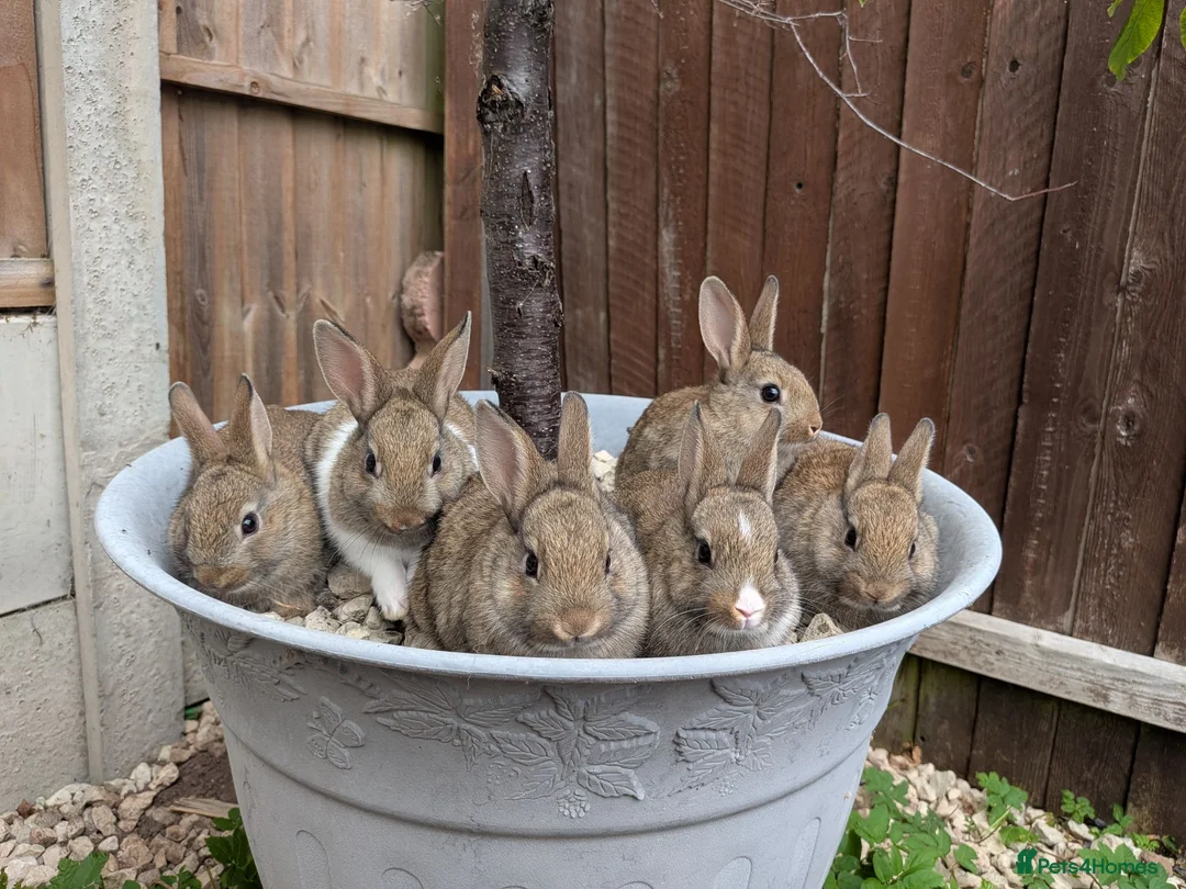 Mixed Breed rabbits for sale: Netherland Dwarf x Mini Rex Babies - Advert 2