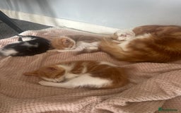 Mixed Breed cats for sale: Female ginger kitten  - Image 2