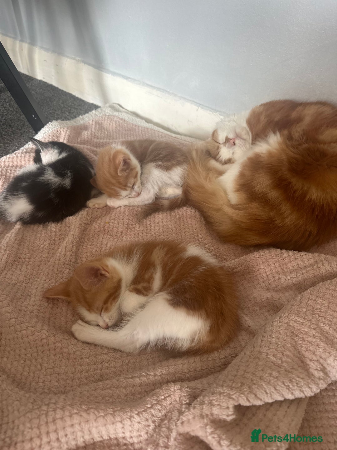 Mixed Breed cats for sale: Female ginger kitten  - Image 2