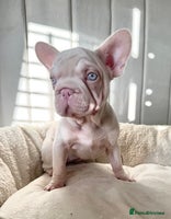French Bulldog dogs 🌸 pink French bulldogs🌸 - Advert 11