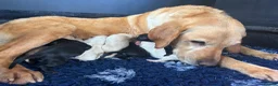 Labrador Retriever dogs for sale: Stunning, Health Tested Parents, KC Lab Puppies - Advert 11