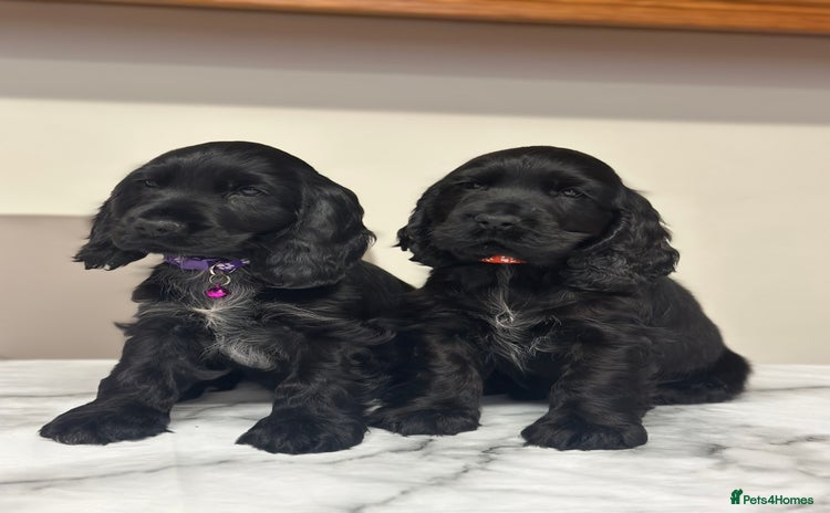 Cocker Spaniel dogs - Advert 2