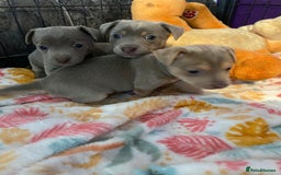 Jack Russell dogs for sale: 3 Beautiful Unique Coloured Jack Russell Puppies - Image 1