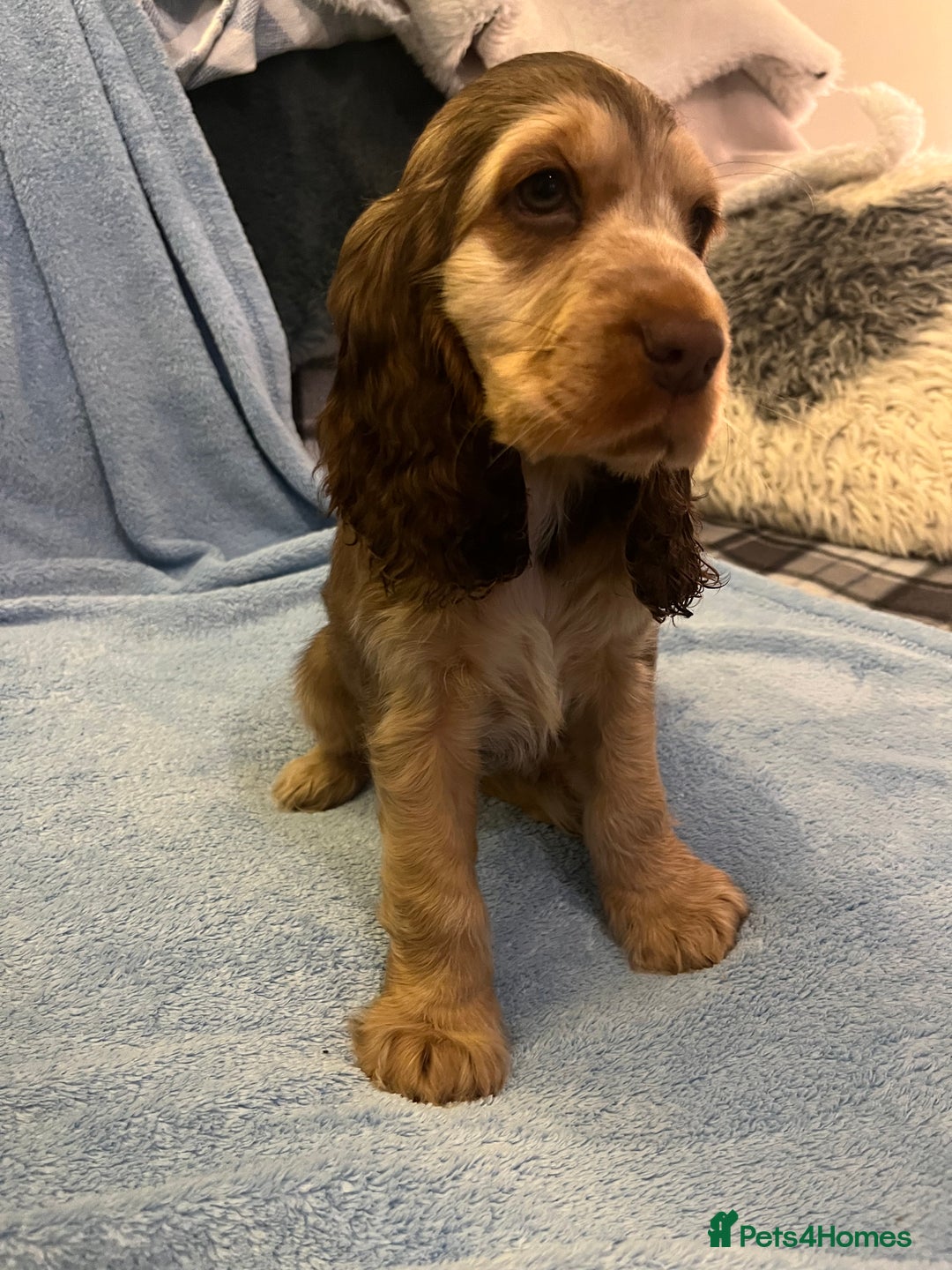 Cocker Spaniel dogs for sale: ADORABLE KC REG SHOW TYPE COCKER SPANIEL PUPPIES - Image 34