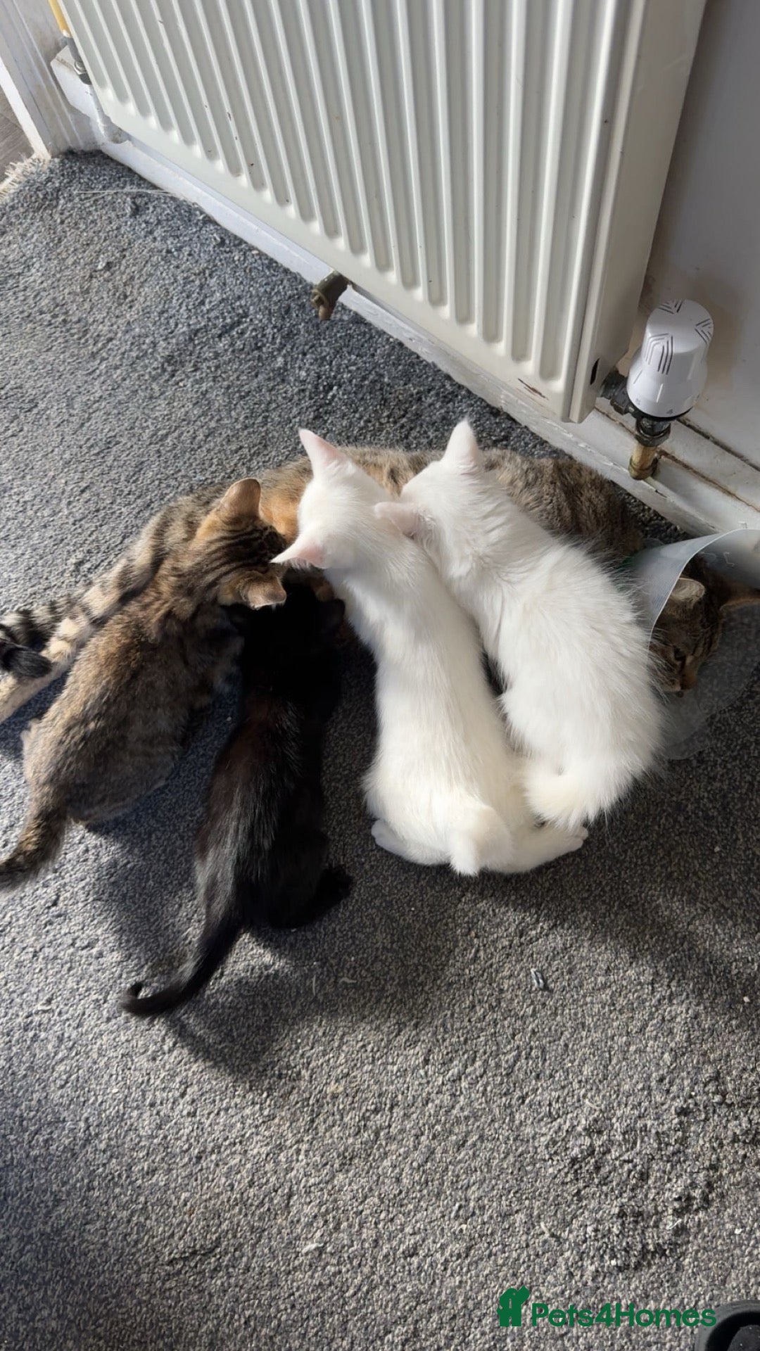 British Shorthair cats 8 week Kittens - Advert 3