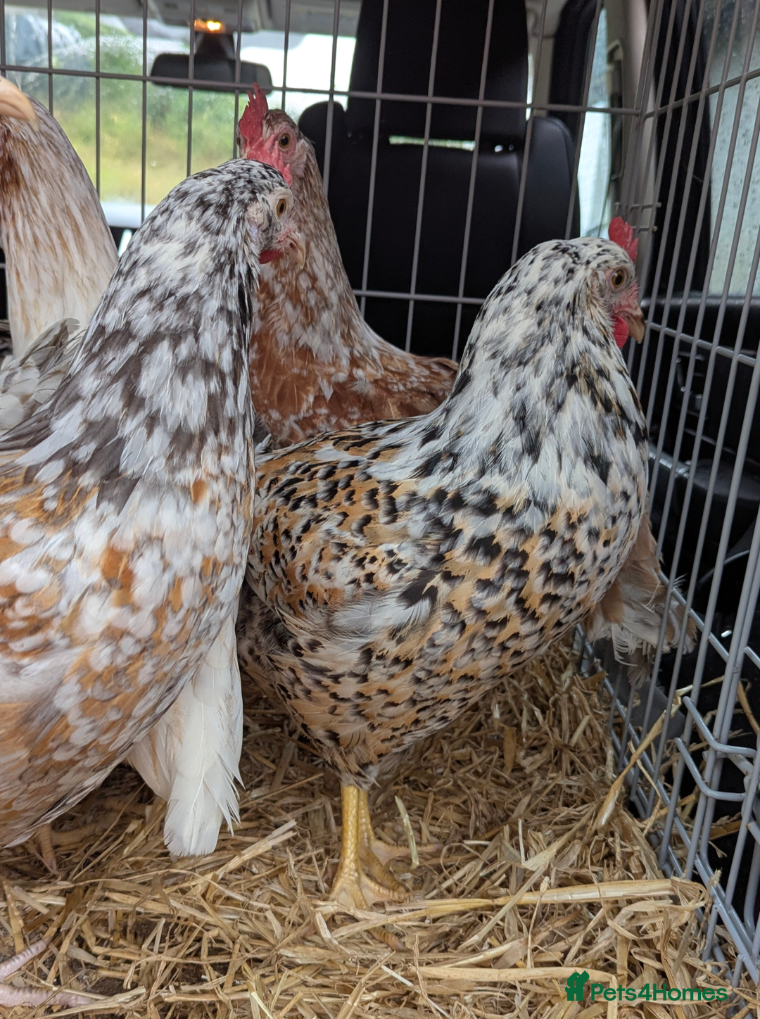 Chickens poultry for sale: Rare Gorgeous Purebred Swedish Flower Hen  POL - Image 3