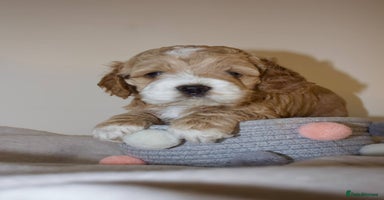 Cockapoo dogs - Advert 14