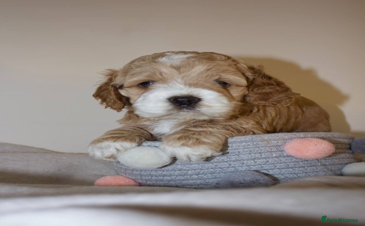 Cockapoo dogs - Advert 12