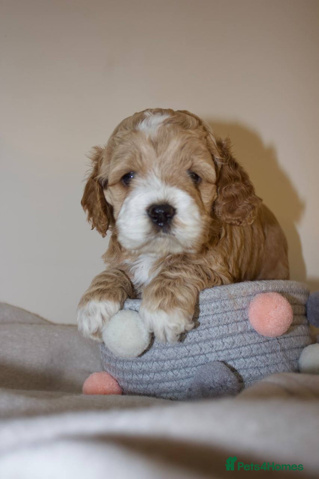Cockapoo dogs for sale: Unique F1 Cockapoo Puppies - Image 5