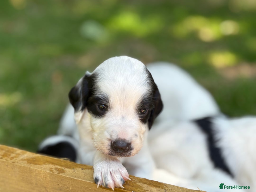 English Springer Spaniel dogs for sale: Working English Springer Spaniel puppies - Image 3